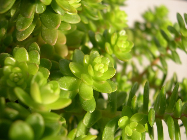 Sedum luteoviride (2)