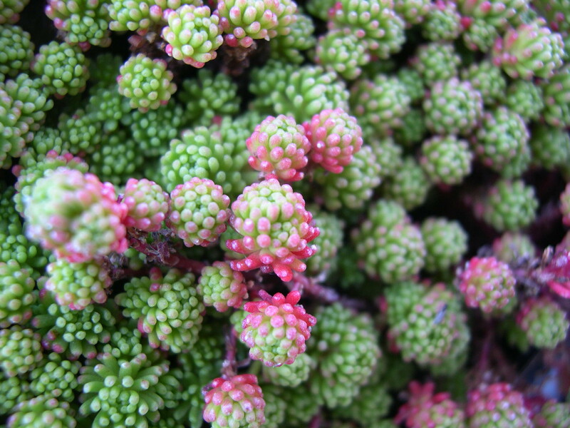 Sedum lydium (2)