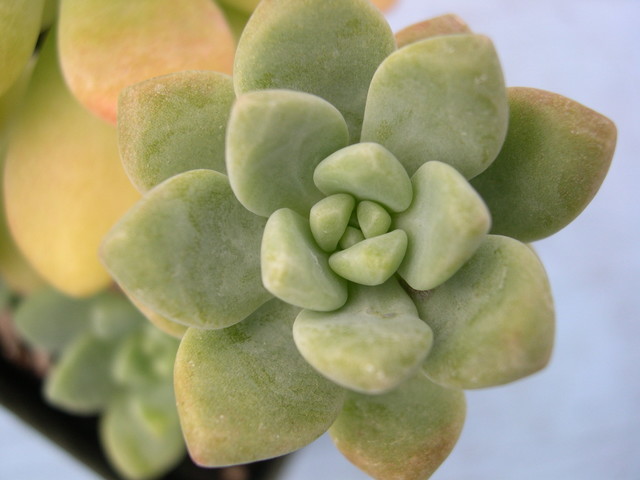 Sedum macdougallii (1)