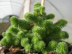 Sedums (M-O)