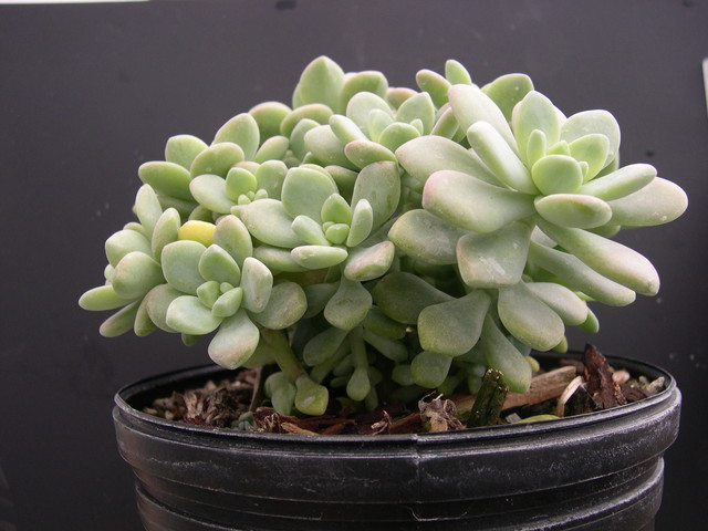 Sedum macdougallii (2)