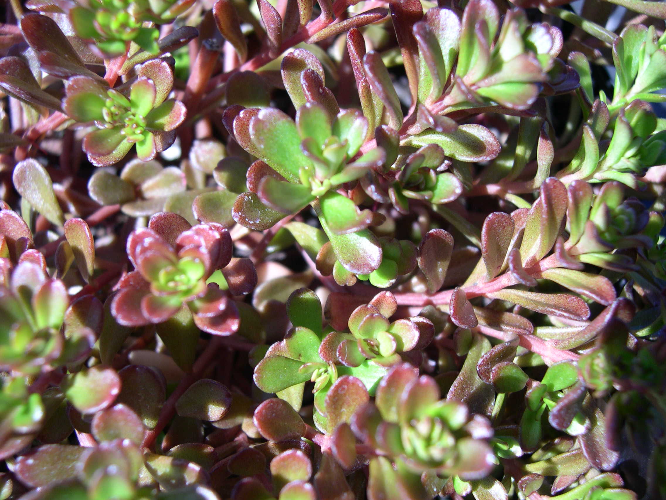 Sedum makinoi 'Kosmosje' 1