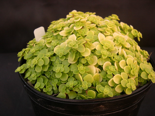 Sedum makinoi 'Ogon' (1)