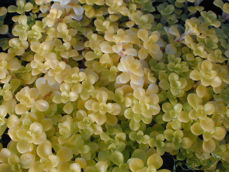 Sedum makinoi 'Ogon' (2)