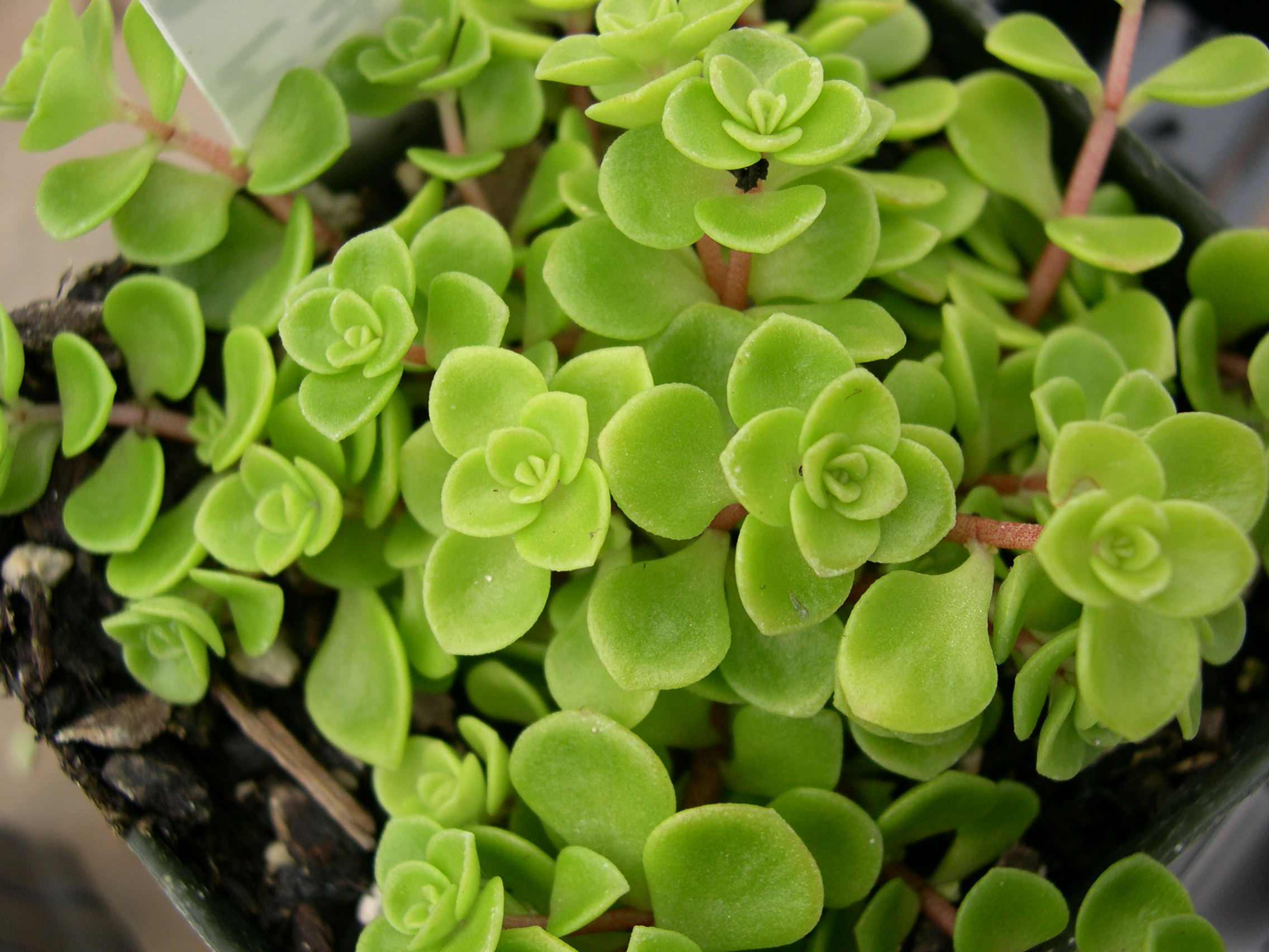 Sedum makinoi clone