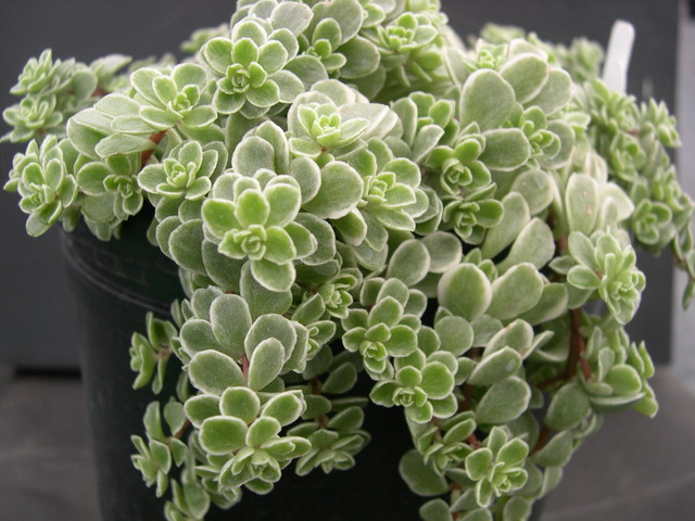 Sedum makinoi variegatum