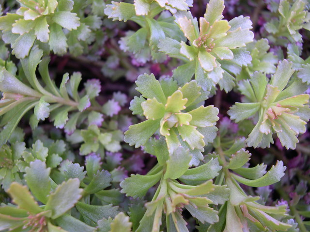 Sedum middendorfianum diffusum  [Phedimus middendorfianus diffusus]