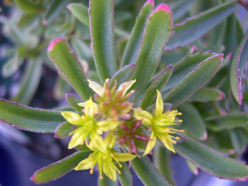 Sedum middendorfianum striatum [Phedimus middendorfianus striatus] (2)