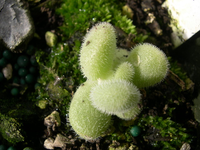 Sedum mocinianum