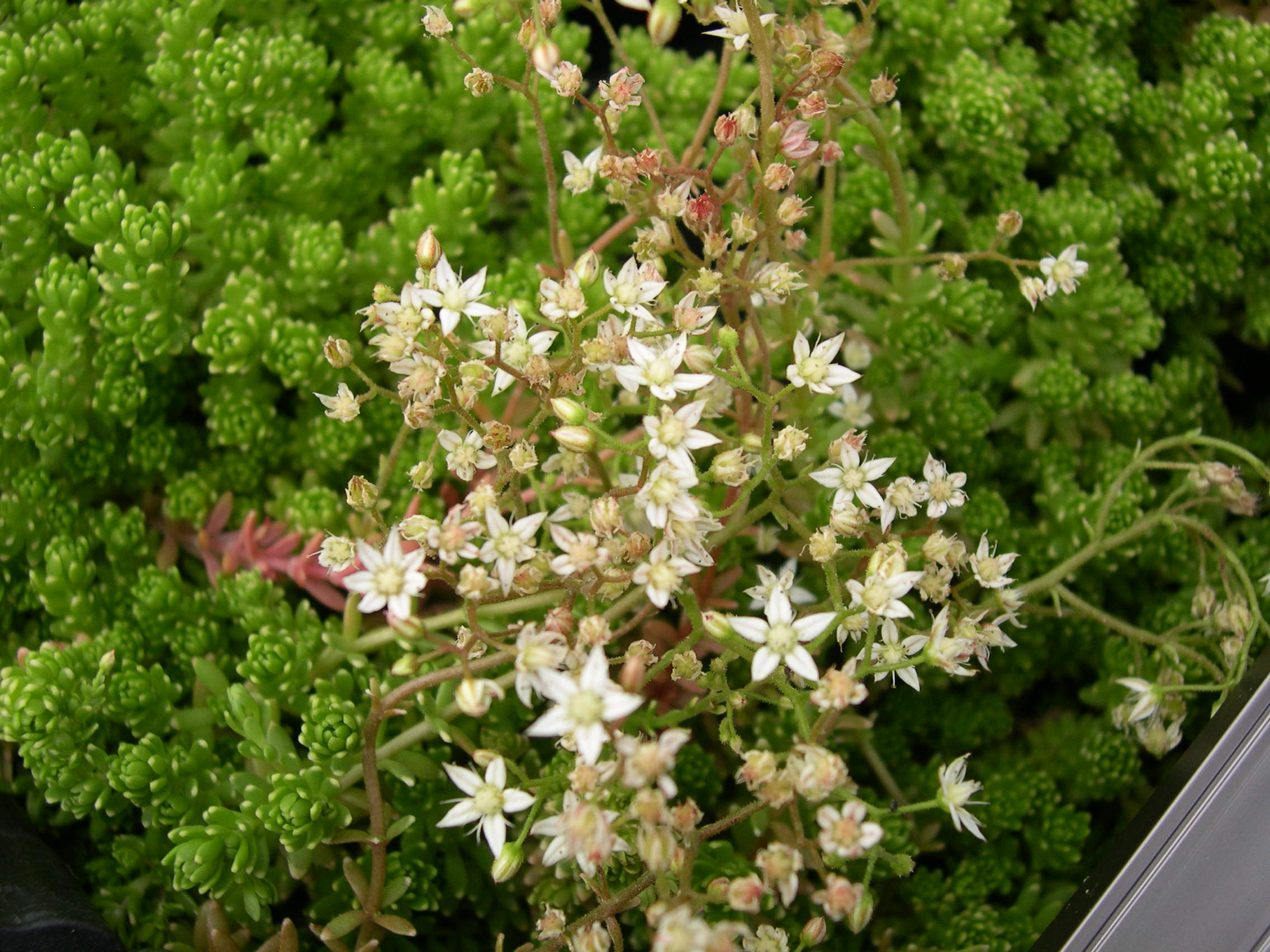 Sedum monregalense (1)