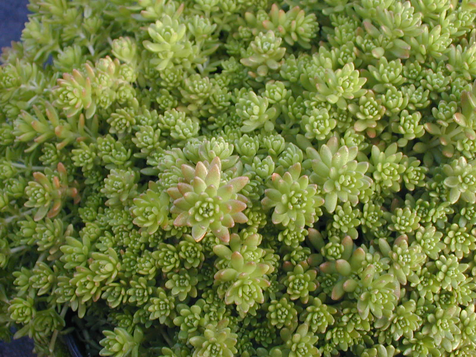 Sedum monregalense (2)