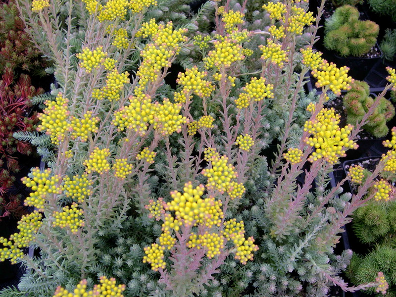 Sedum montanum 'Jenny' [Petrosedum montanum 'Jenny'] (1)