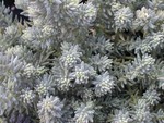 Sedum montanum 'Jenny' [Petrosedum montanum 'Jenny'] (2)