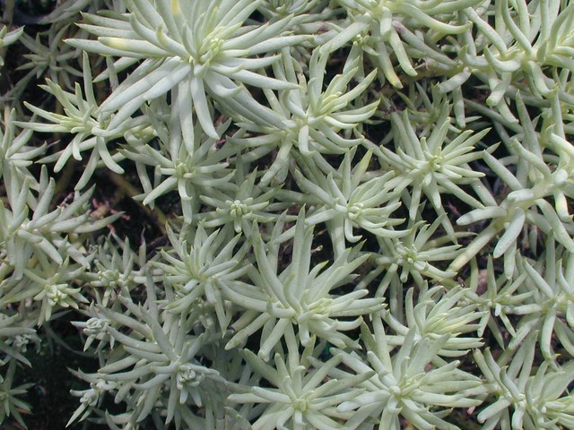 Sedum montanum blue form [Petrosedum montanum blue form]