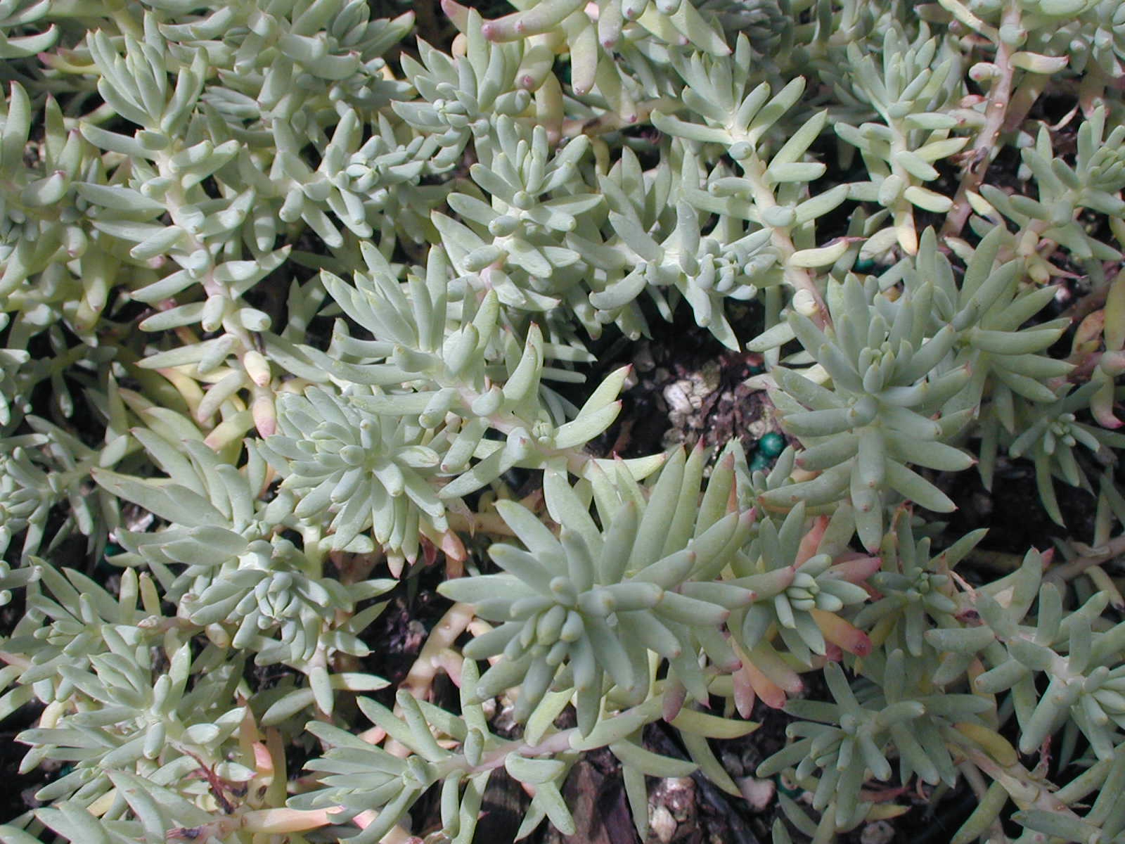 Sedum montanum orientale [Petrosedum montanum orientale]