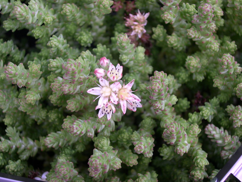 Sedum moranense (1)