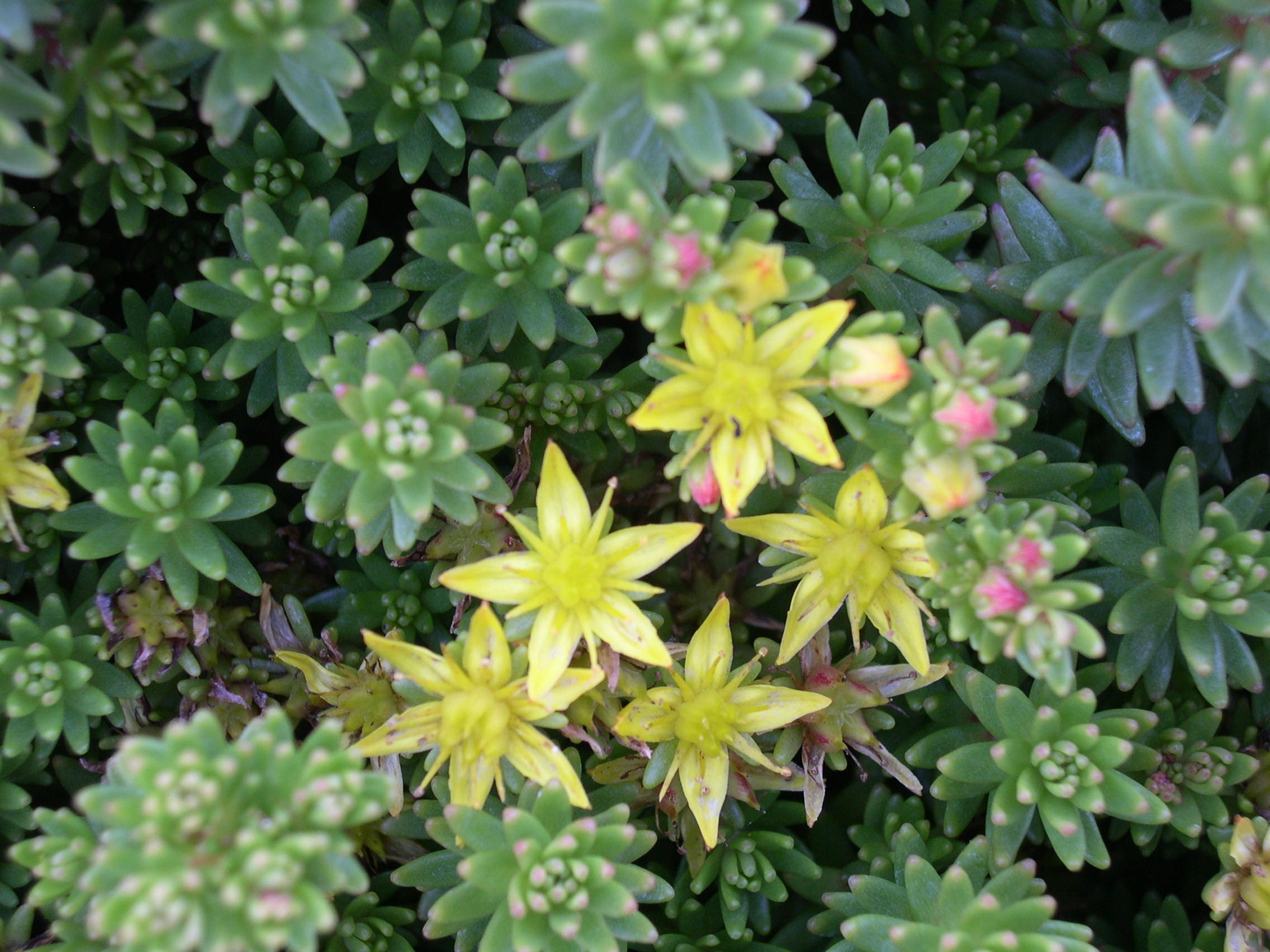 Sedum morrisonensis (small hardy form) 1