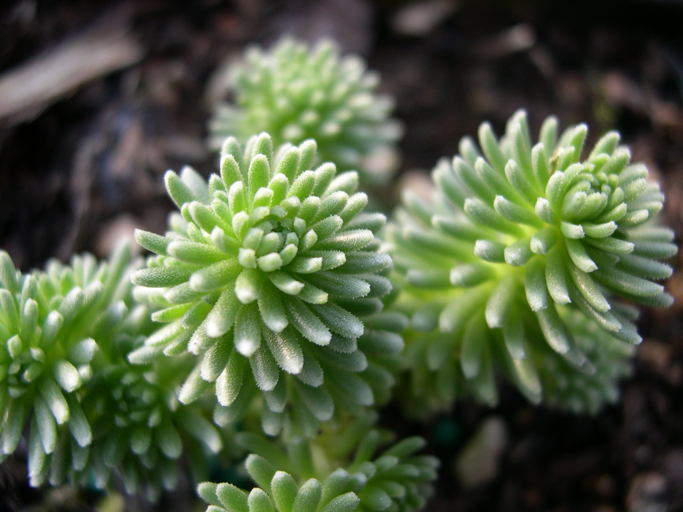 Sedum multiceps (1)