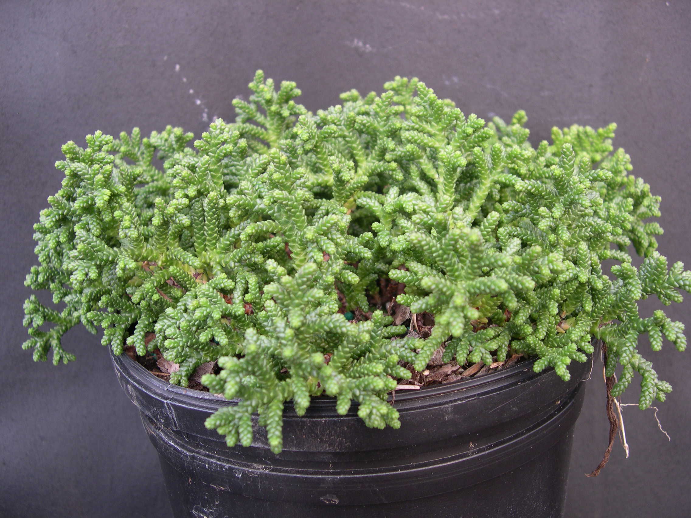 Sedum muscoideum (1)