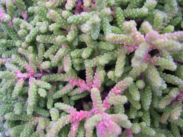 Sedum muscoideum (2)