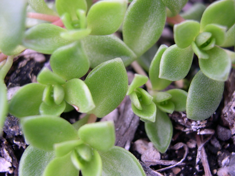 Sedum nagasakianum (1)