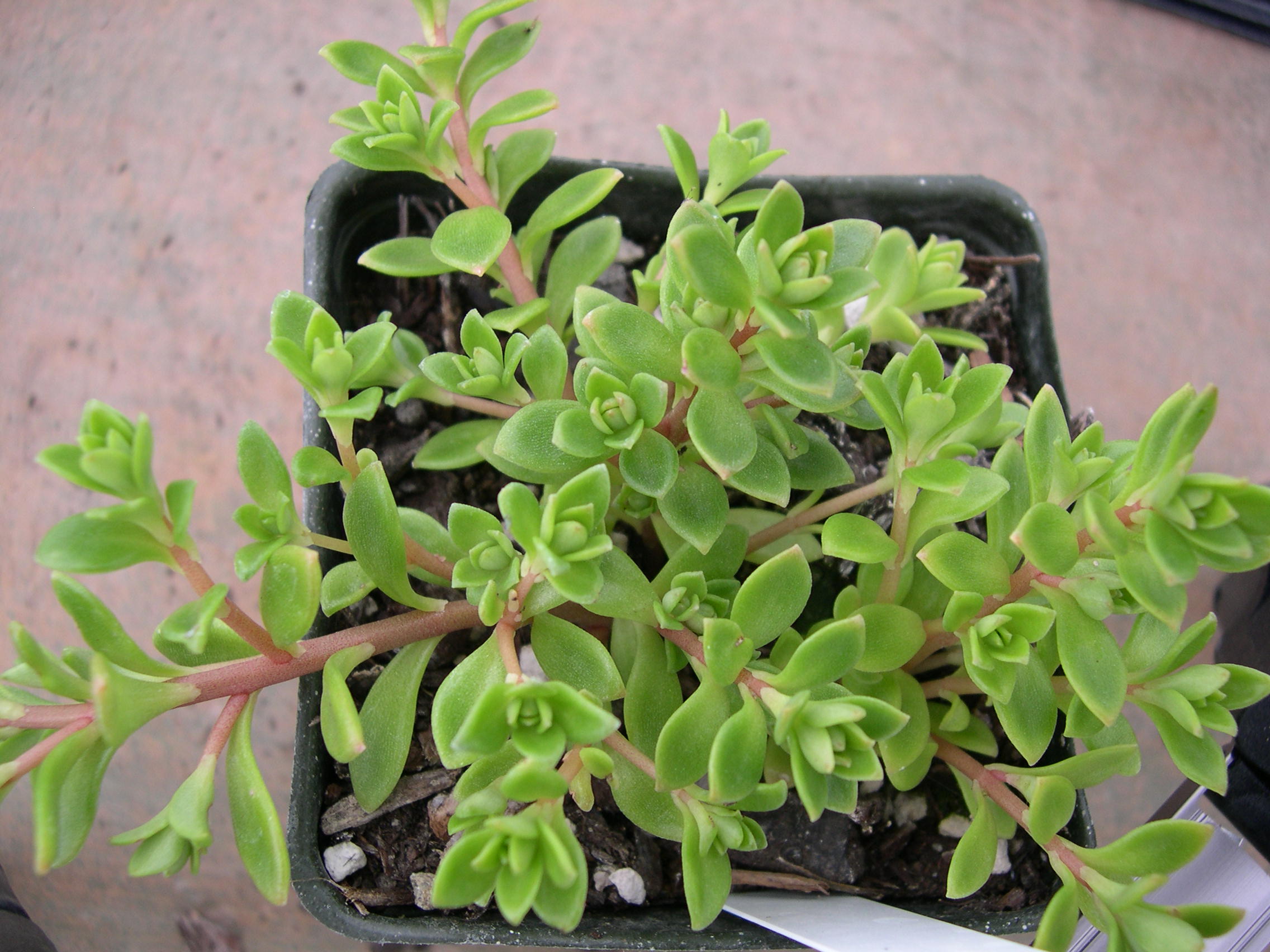 Sedum nagasakianum (2)