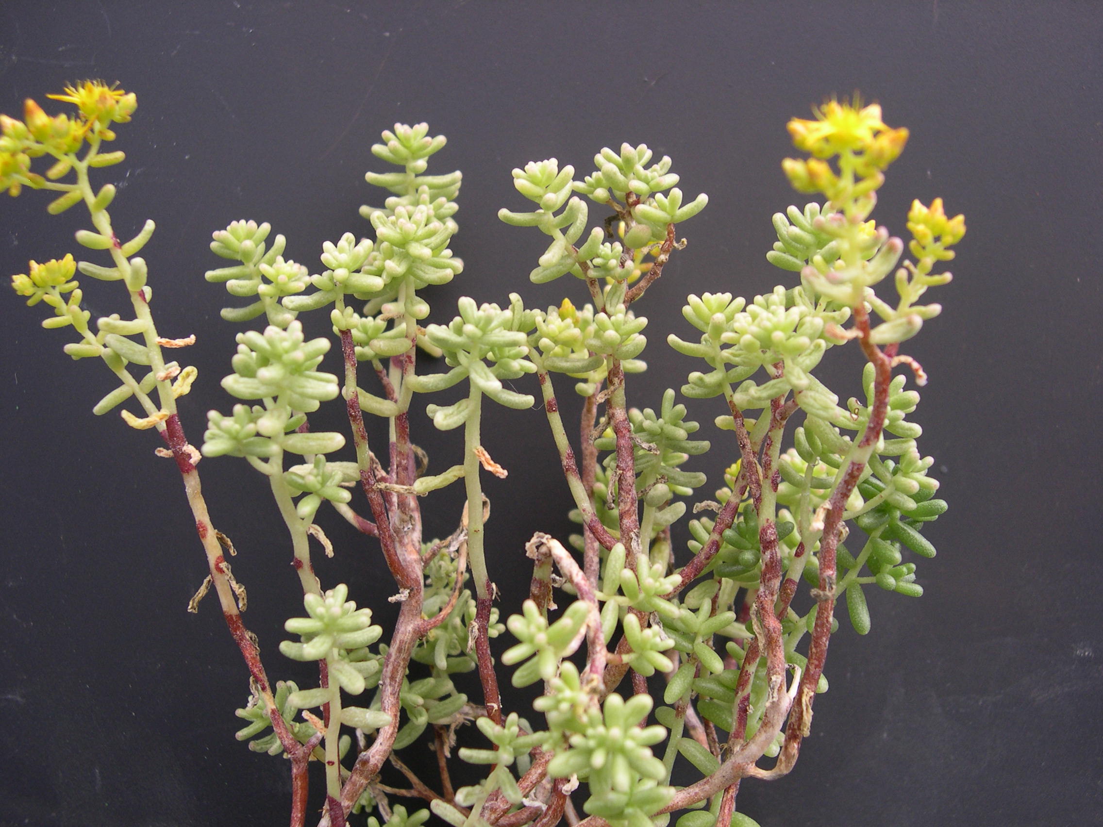 Sedum nudum