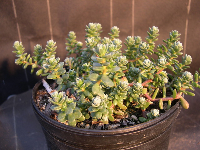 Sedum oaxacanum (1)