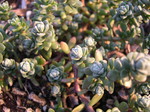 Sedum oaxacanum (2)