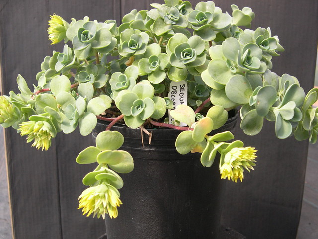 Sedum obcordatum (1)