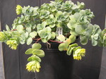 Sedum obcordatum (1)