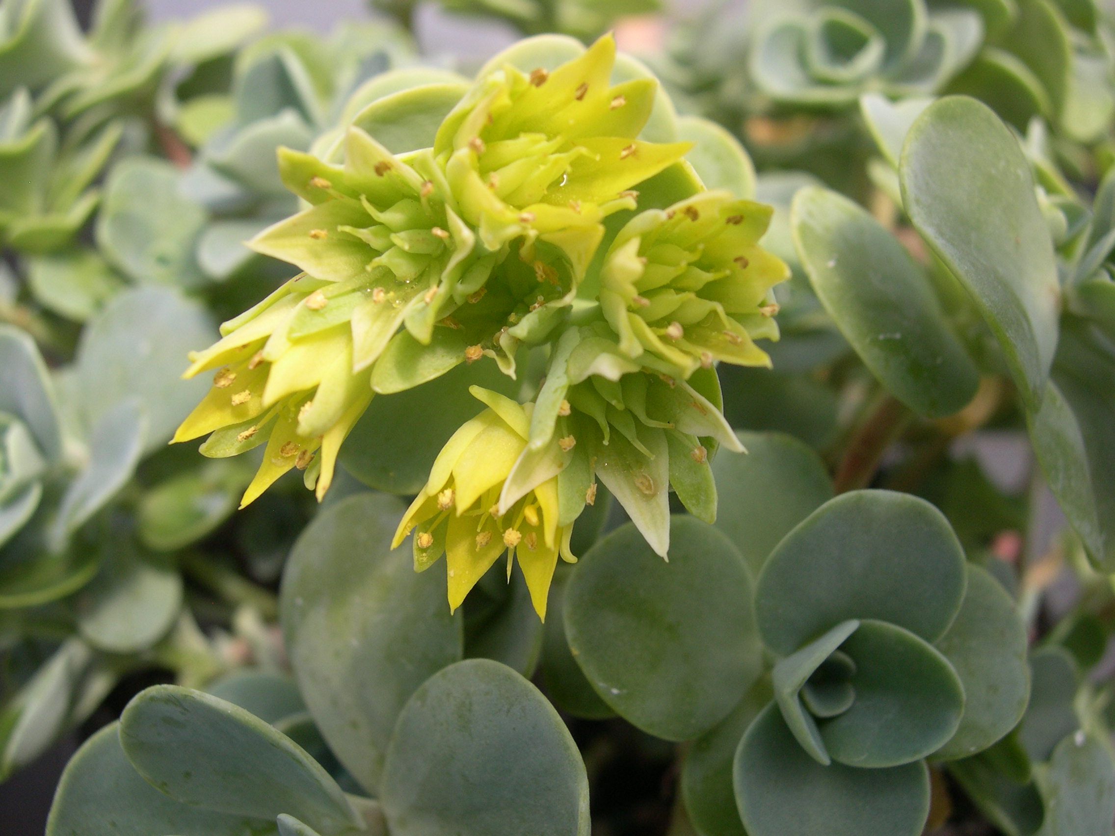 Sedum obcordatum (2)