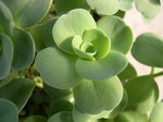 Sedum obcordatum (3)