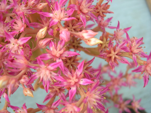 Sedum obtusifolium [Phedimus obtusifolius] (1)