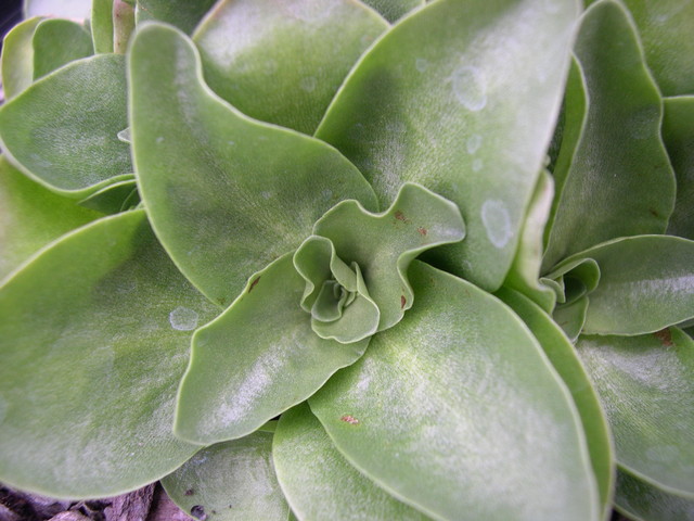 Sedum obtusifolium [Phedimus obtusifolius] (2)