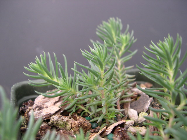 Sedum ochroleucum 'Centaurus' [Petrosedum ochroleucum 'Centaurus']