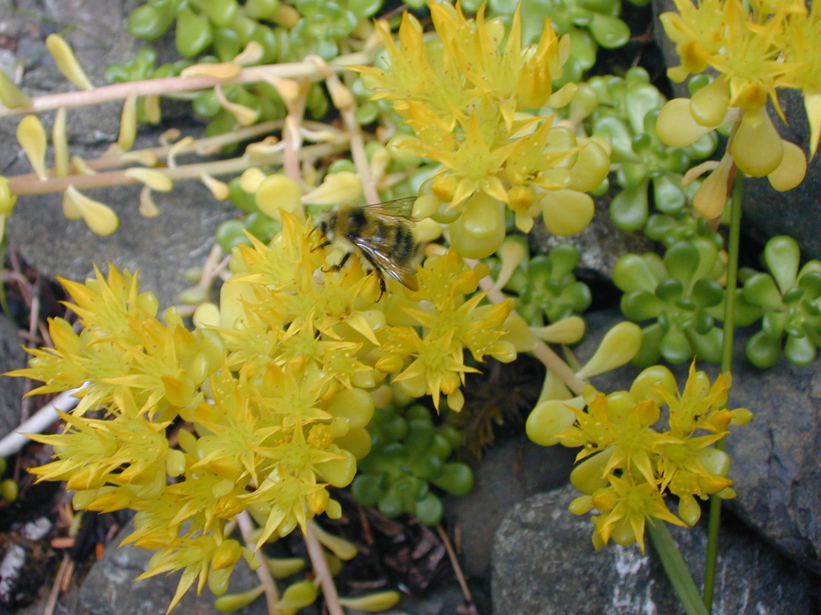 Sedum oreganum (Col Bob Mountain 2000' riverbed)