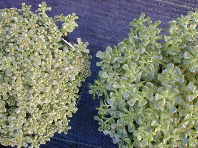 Sedum oreganum and oreganum tenue