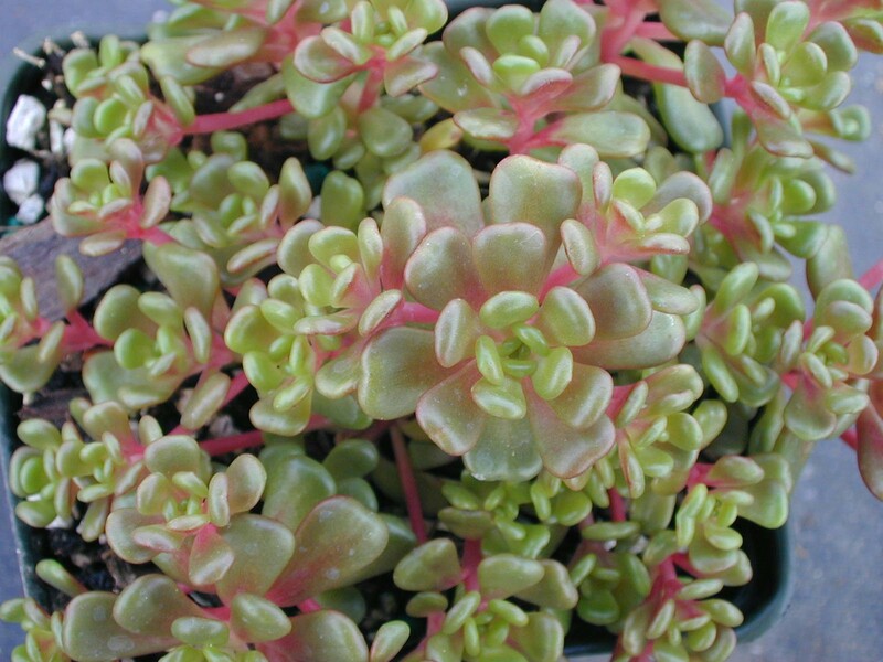 Sedum oreganum tenue