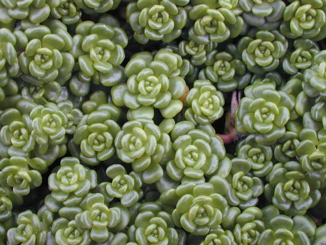 Sedum oreganum