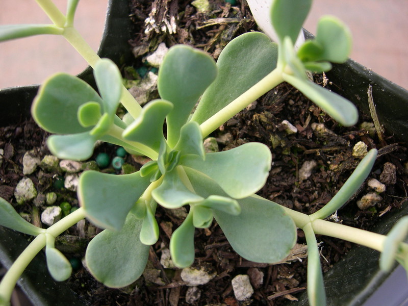 Sedum oregonense