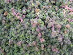 Sedum oryzifolium 'Tiny Form'