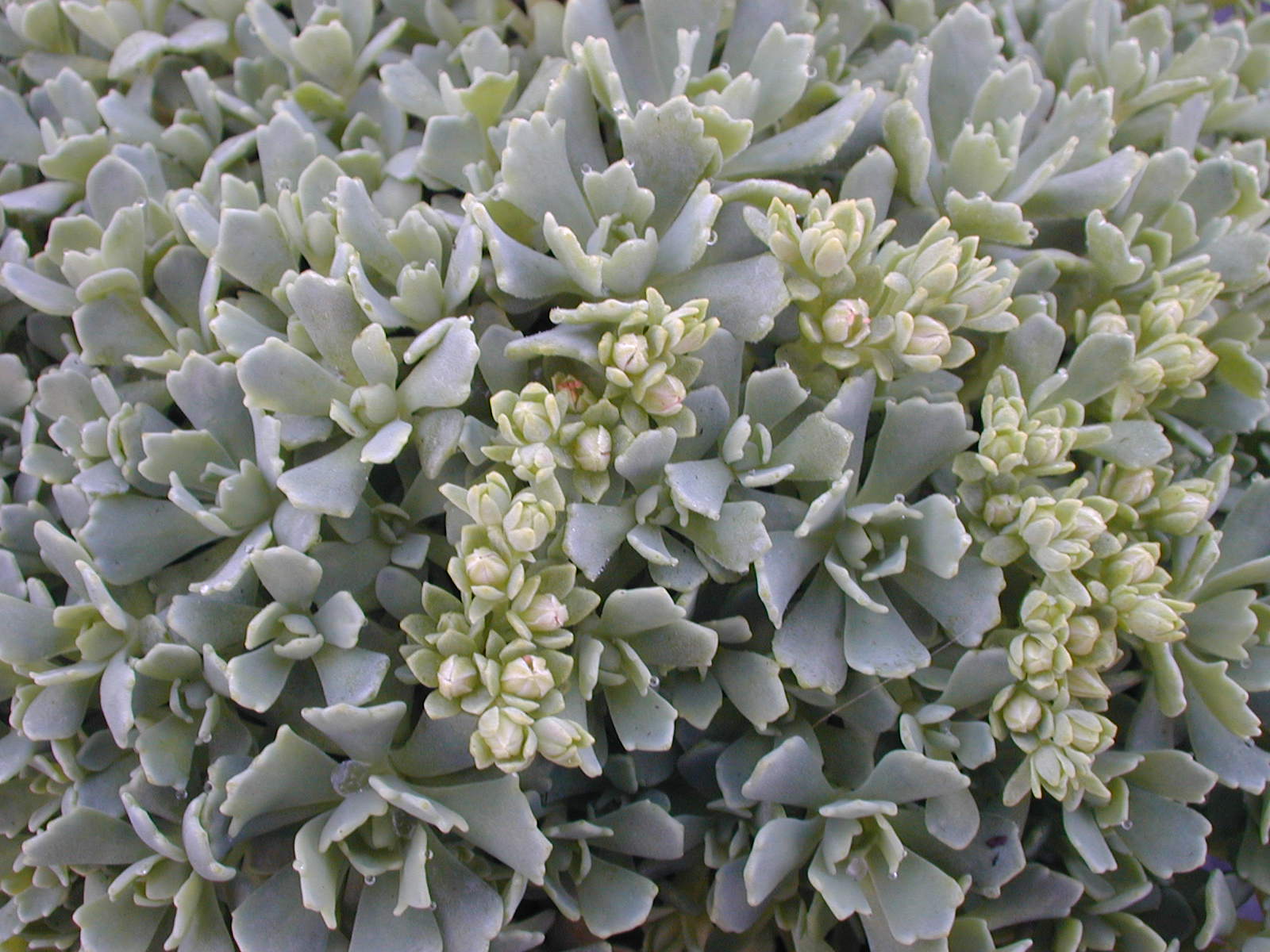 Sedum pachyclados [Rhodiola pachyclados] (1)