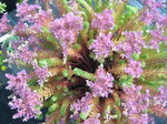 Sedums (P-R)