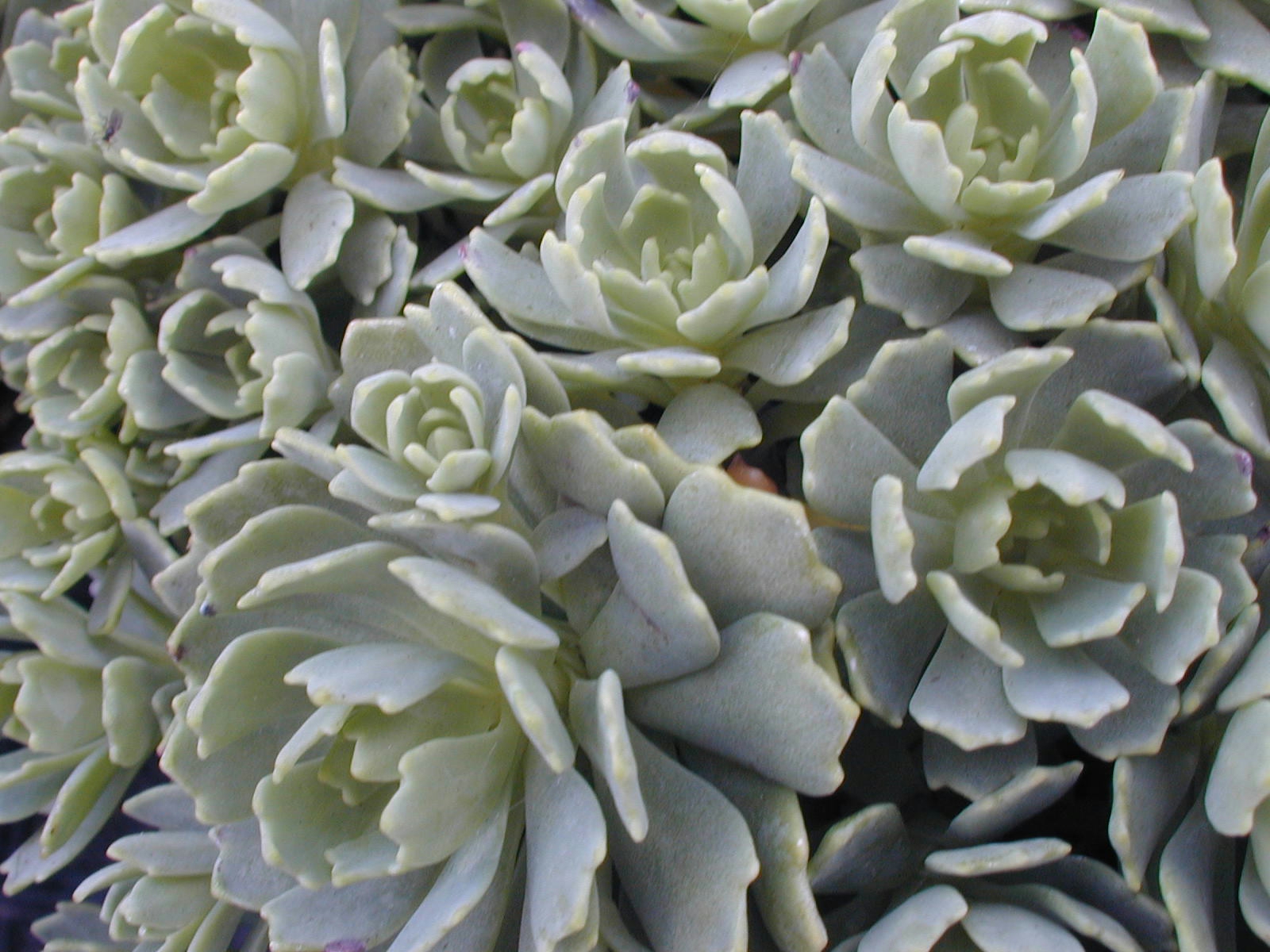 Sedum pachyclados [Rhodiola pachyclados] (2)