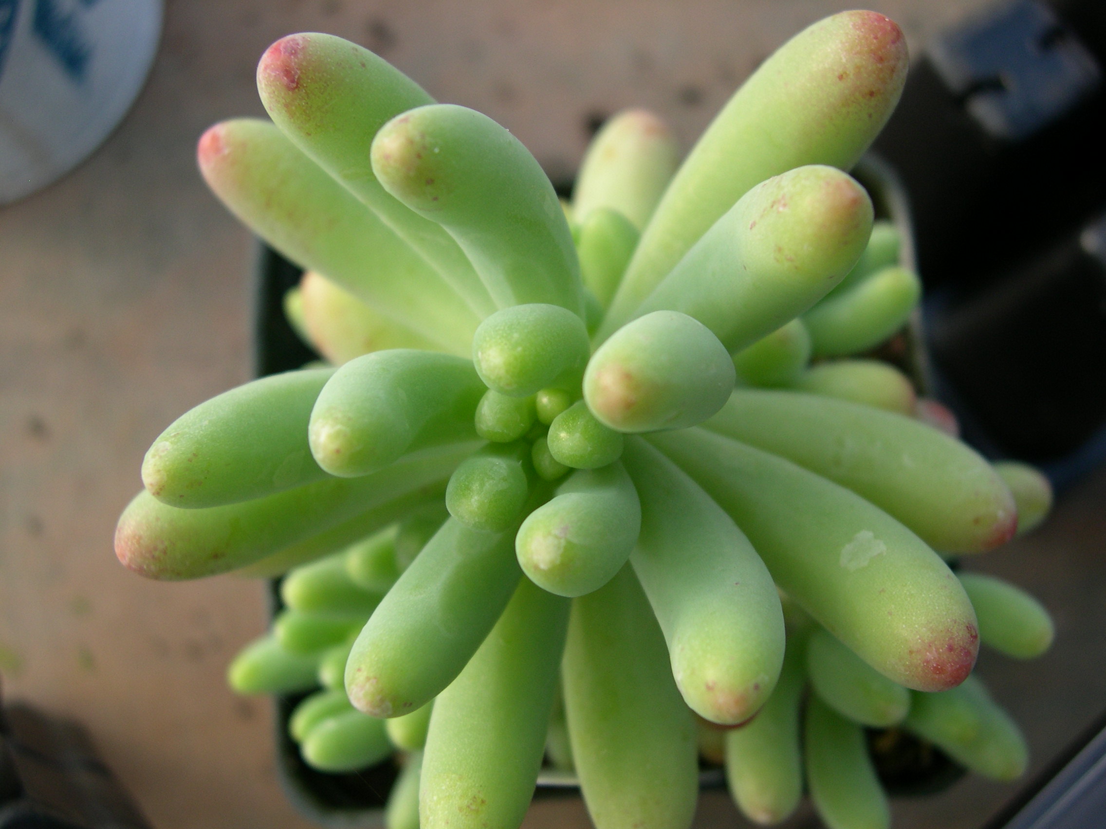 Sedum pachyphyllum (1)