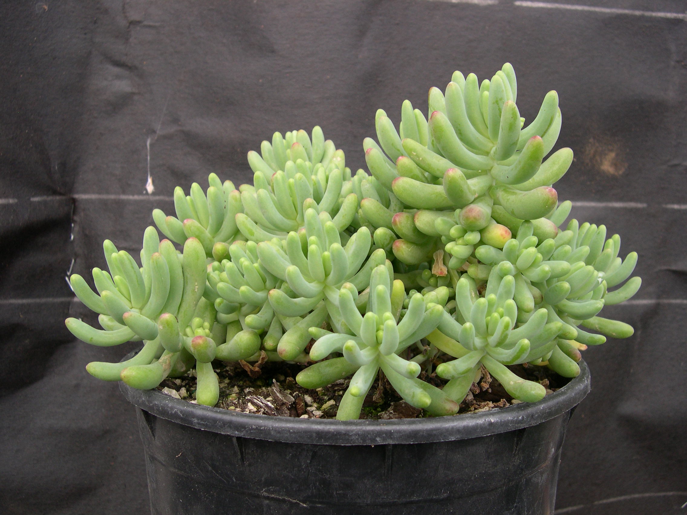 Sedum pachyphyllum (2)