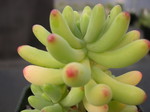 Sedum pachyphyllum Nejedly