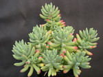 Sedum pachyphyllum thin blue form (1)