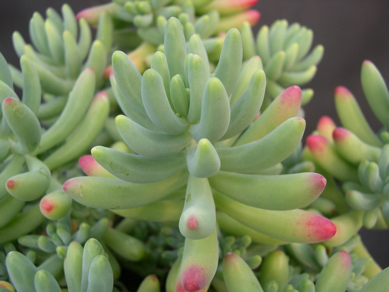 Sedum pachyphyllum thin blue form (2)